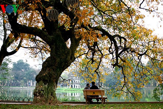 The ancient lecythidaceae trees by Hoan Kiem lake are shedding their leaves   - ảnh 16